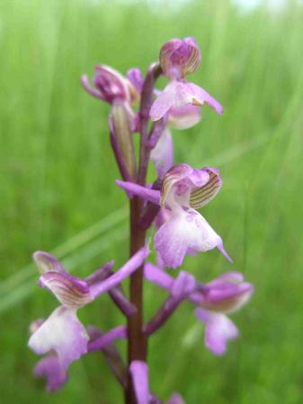 Orchis morio