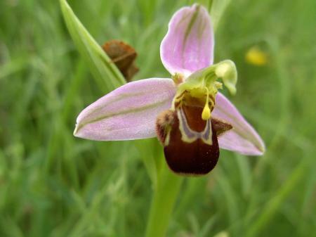 Oprhys abeille : détail de la fleur