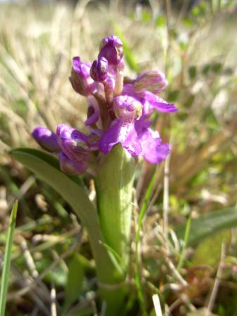 Orchis morio