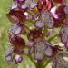 Orchis purpuréa