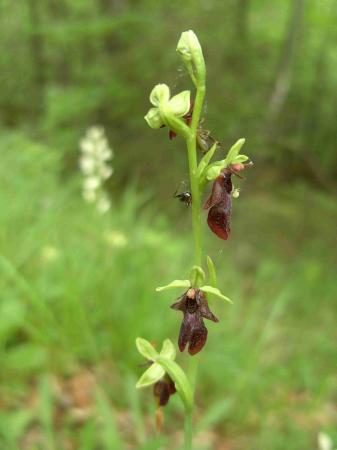 Ophris insectifera