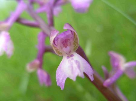 Orchis morio détail de la fleur