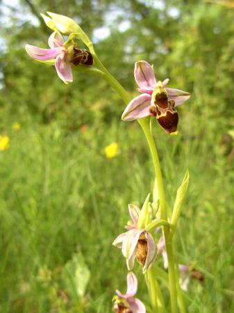 Ophrys bécasse