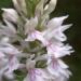 Dactylorhiza maculata ou orchis des bruyères