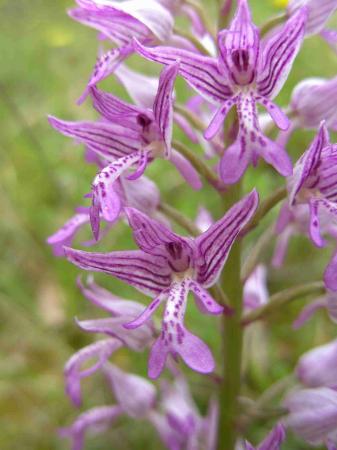 Orchis militaris