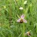 Ophrys abeille