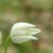 Céphalanthéra longifolia détail de la fleur