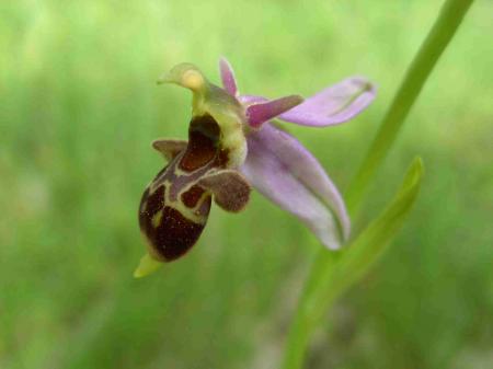 Ophrys bécasse détail de la fleur