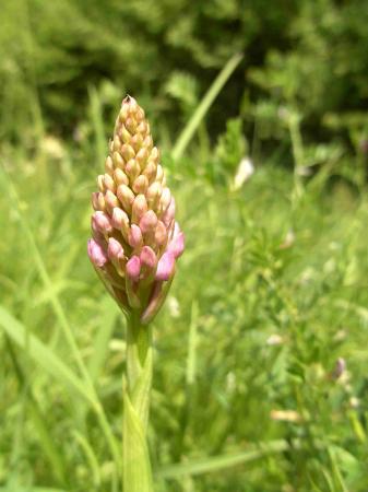 Orchidée en bouton