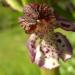 Orchis purpurea  détail de la fleur