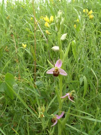 Ophrys abeille