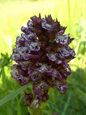 Orchis purpurea