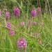 Anacamptis pyramidales