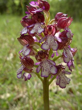 Orchis purpuréa