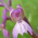 Orchis morio détail de la fleur