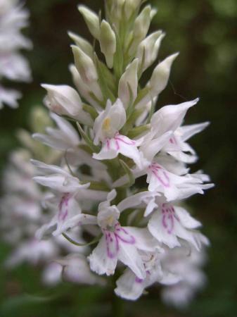 Orchis des bruyères