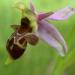 Ophrys bécasse détail de la fleur