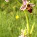 Ophrys bécasse