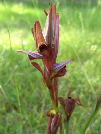 Sérapias strictiflora supposée