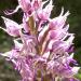 Orchis simia supposée
