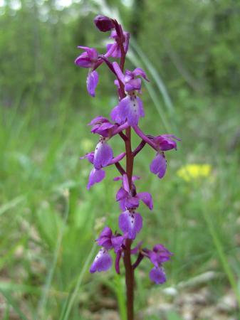 Orchis mâle