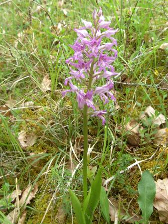 Pied d'orchis militaris