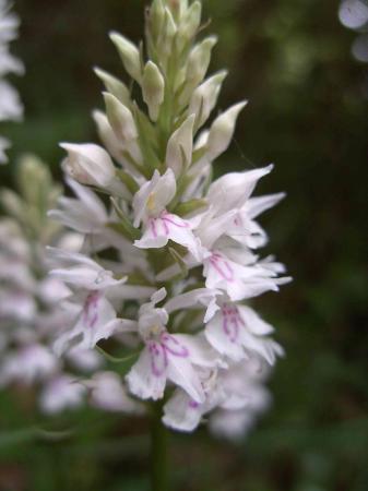 Dactylorhiza maculata ou orchis des bruyères