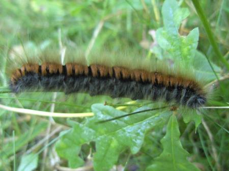 Chenille processionnaire du pin