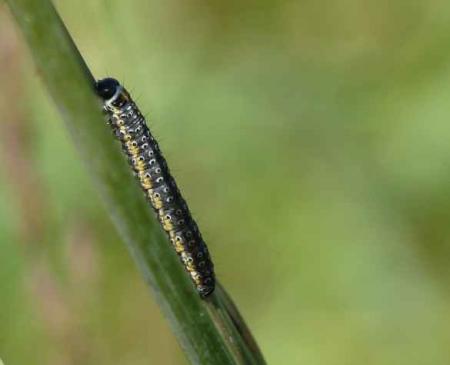 Chenille sur un brin d'herbe