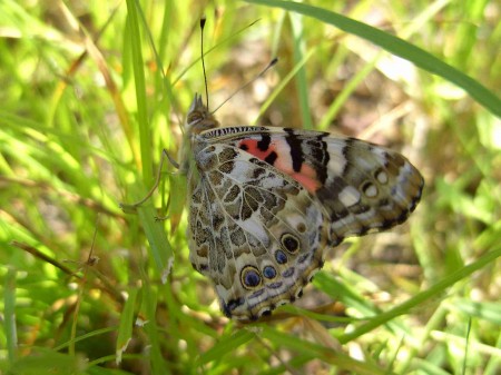 Belle Dame dans l'herbe