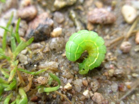 Chenille verte translucide