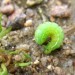 Chenille verte translucide