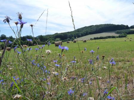 Paysage aveyronnais