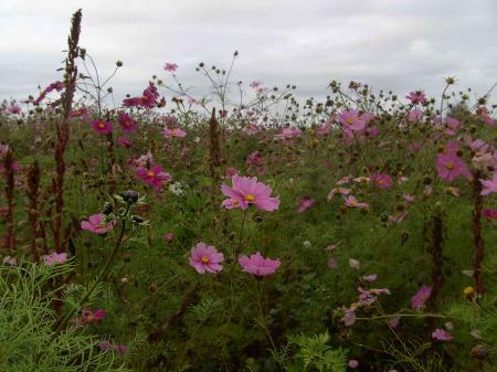 Champs de fleurs