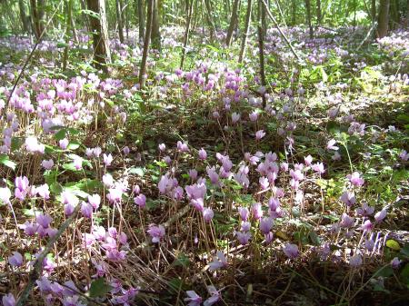 Sous-bois fleuris de cyclamens sauvages