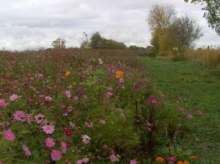 Parterres fleuris à St Estéphe