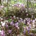 Sous-bois fleuris de cyclamens sauvages