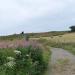 Aubrac (Lozère)