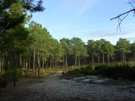 Forêt de pins