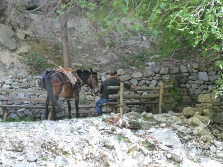 garde crétois et sa mule